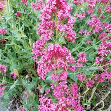 Centranthus ruber