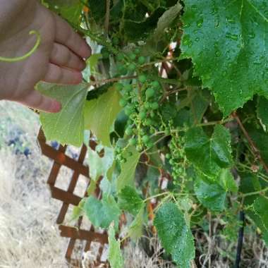 Grape Vine
