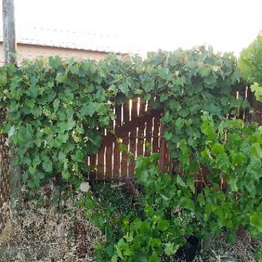 Grape Vine