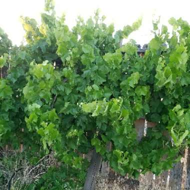 Grape Vine