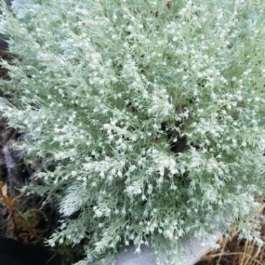 Silvermound 'Nana'