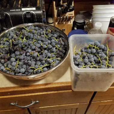 Grape Vine