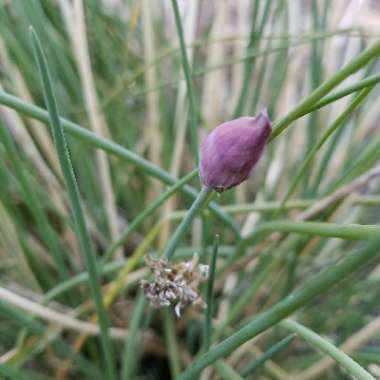 Chives