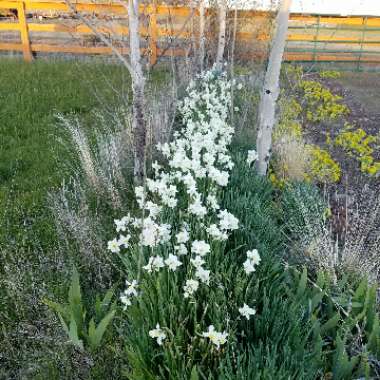 Jennifer 's garden