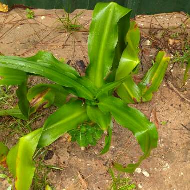 Lilium
