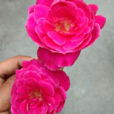 Camellia 'Rosedale's Beauty'