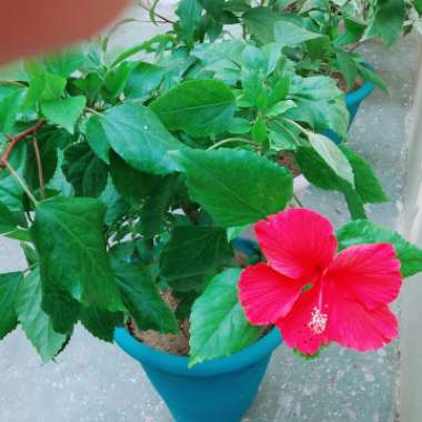 Tropical Hibiscus