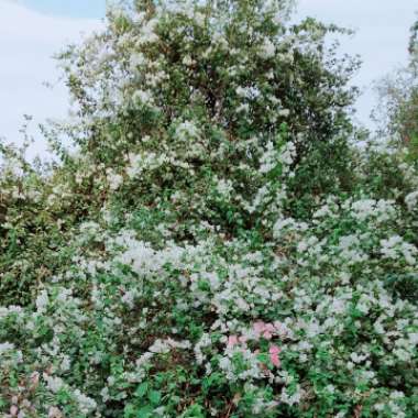 Bougainvillea