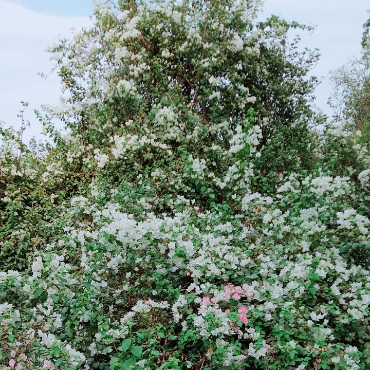 plant image 777496