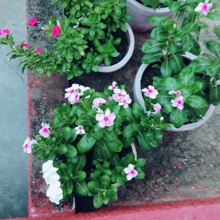 plant image 778678