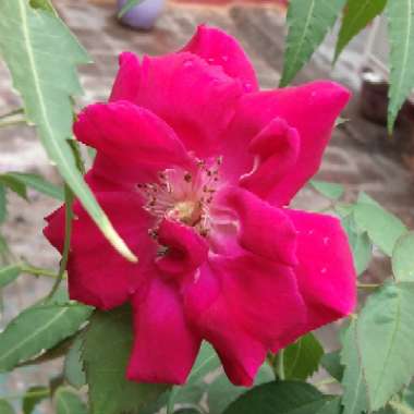 Camellia 'Rosedale's Beauty'