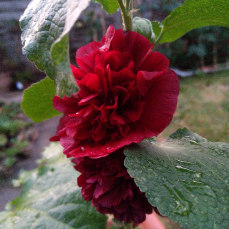 plant image 1169013