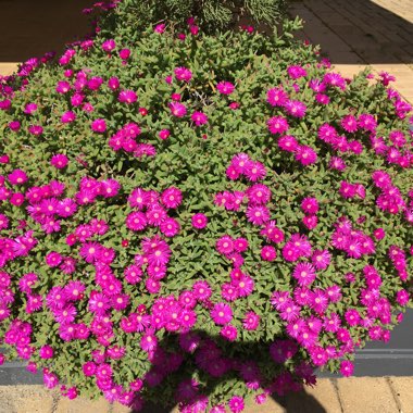 Ice Plant