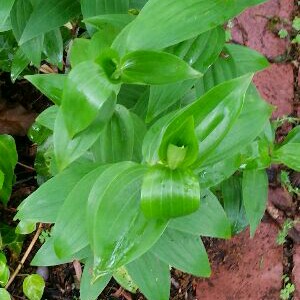 Plant image Tricyrtis formosana 'Dark Beauty'