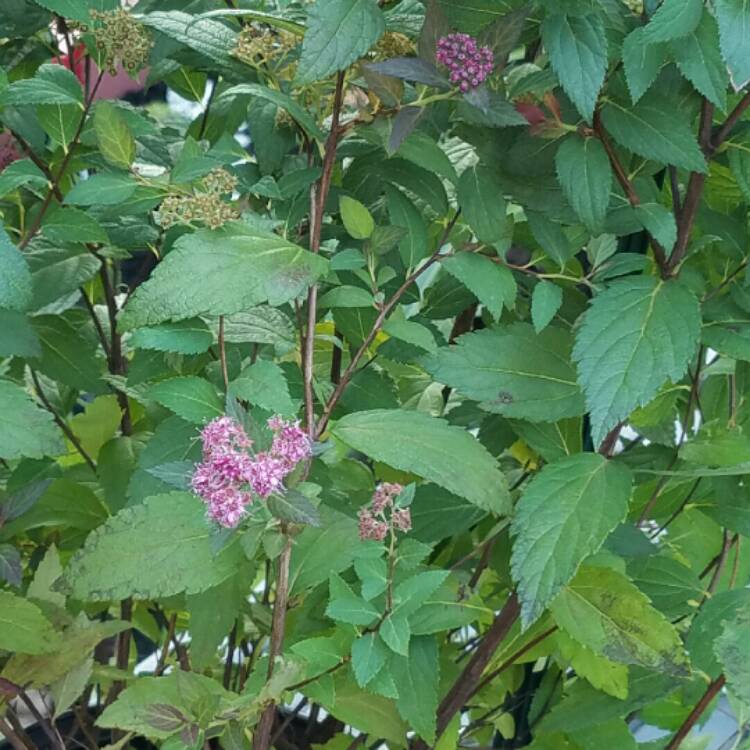 plant image 239509