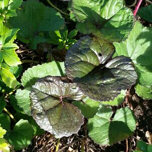 Leopard Plant 'Britt-Marie Crawford'