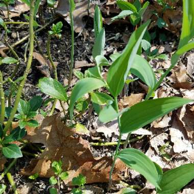 False Solomon's Seal