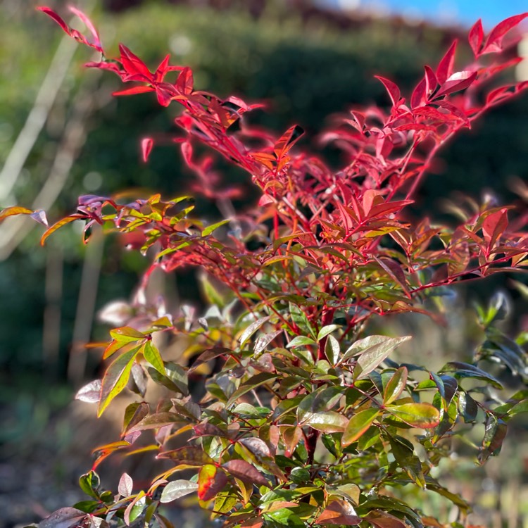 Plant image Nandina domestica 'Fire Power'