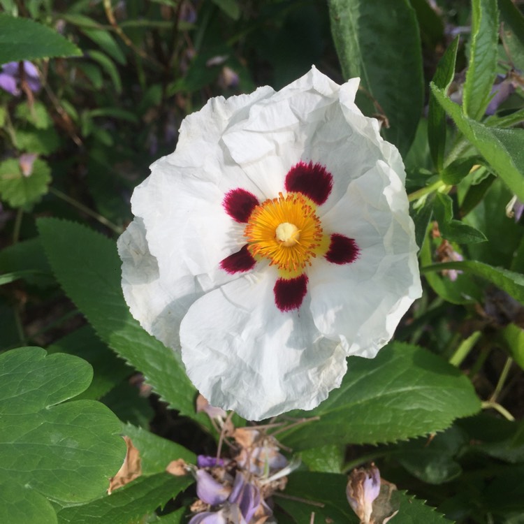 Plant image Cistus x purpureus 'Alan Fradd'