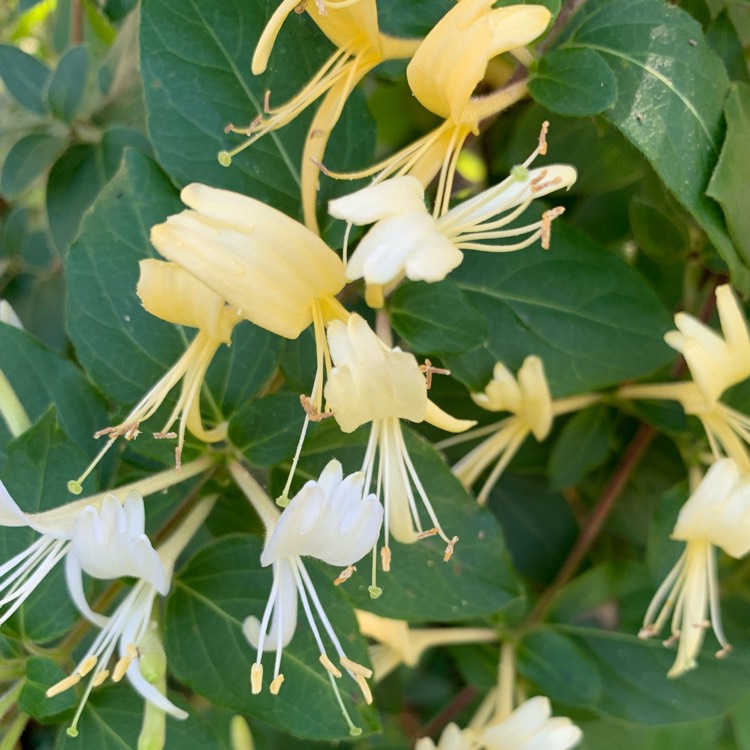 Plant image Lonicera periclymenum 'Belgica'