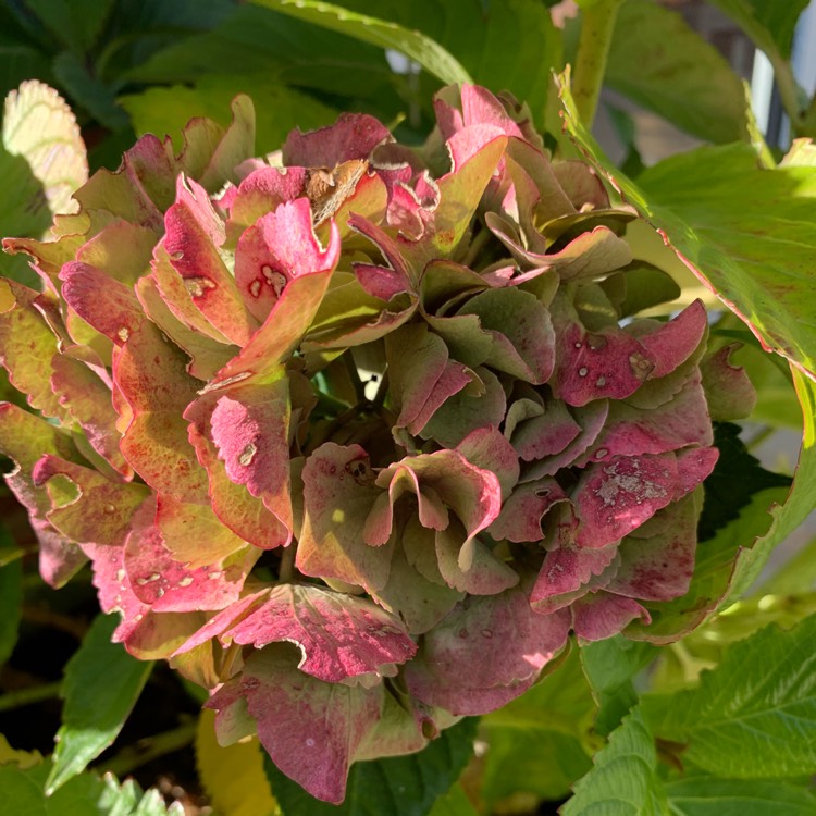 Plant image Hydrangea macrophylla 'Goliath'