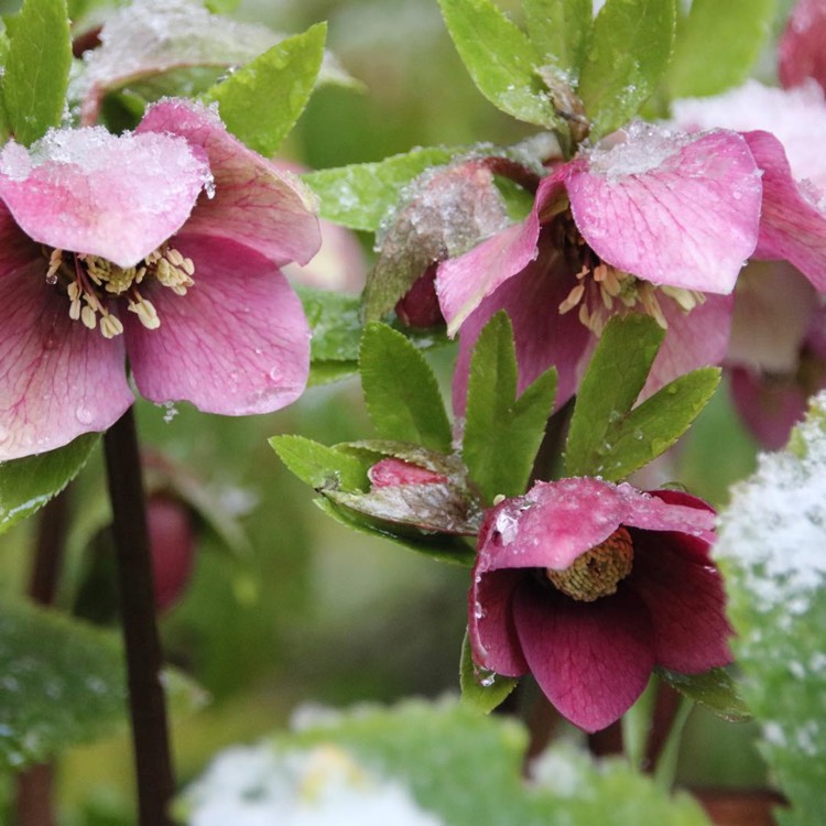 plant image 927070