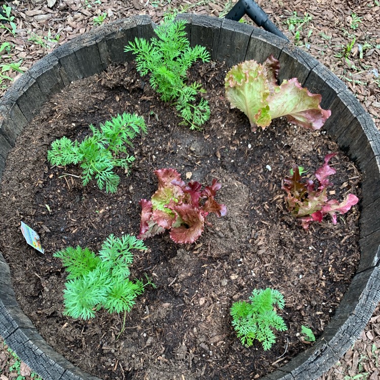 Plant image Daucus carota subsp. sativus 'Rainbow'