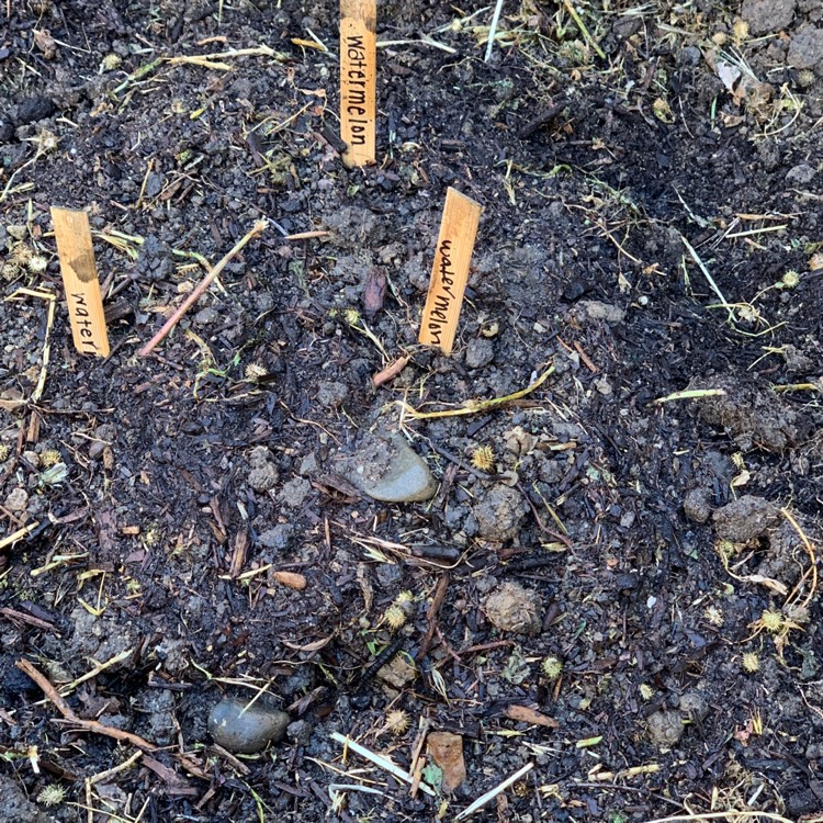 plant image 1287615