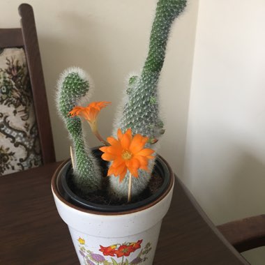Diane's garden