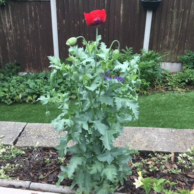 Diane's garden