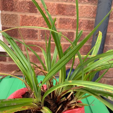 Pendulous Sedge