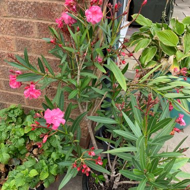 Diane's garden
