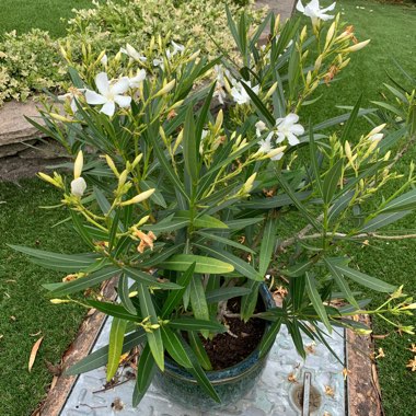 Diane's garden