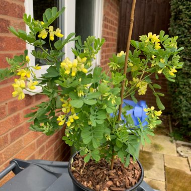 Diane's garden