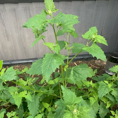 Diane's garden