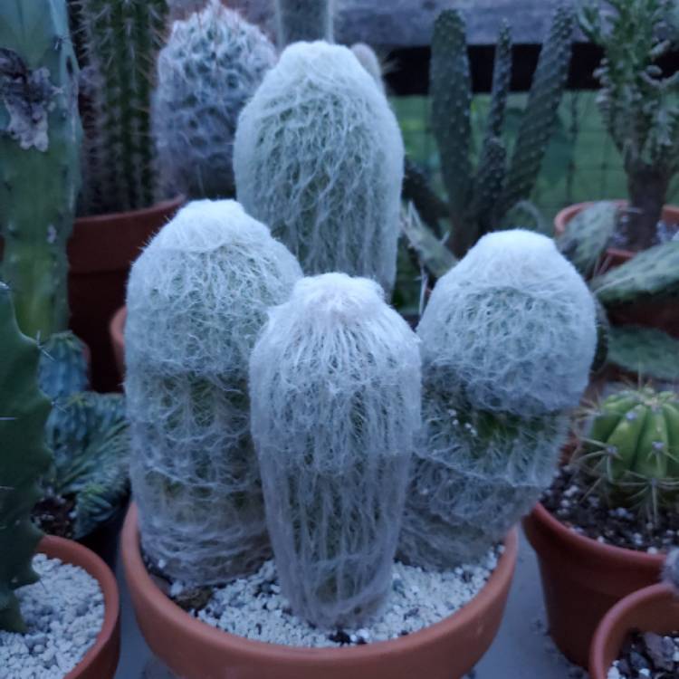 plant image 1090775