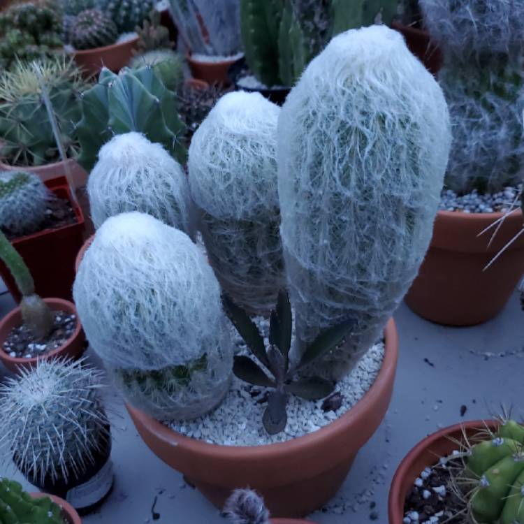 plant image 1090781
