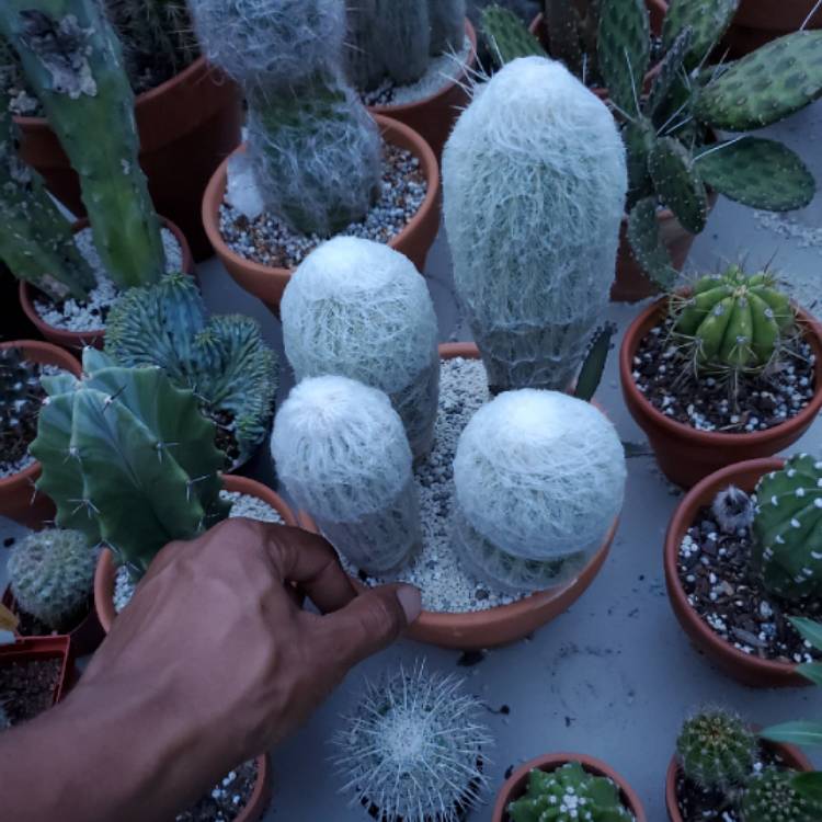 plant image 1090785