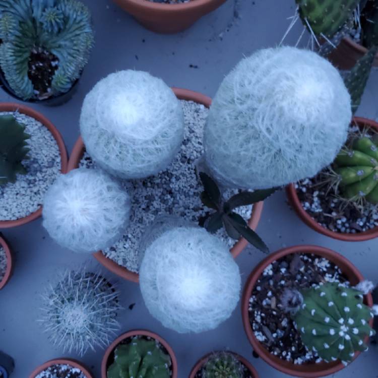 plant image 1090790