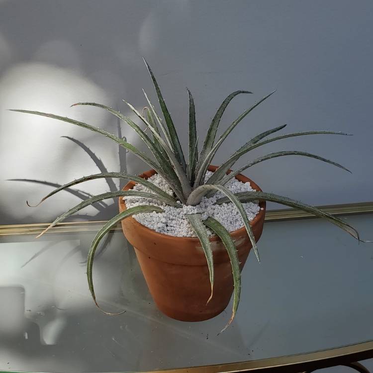 plant image 1099523