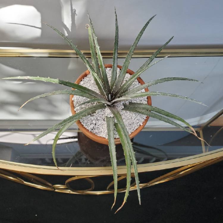 plant image 1099524