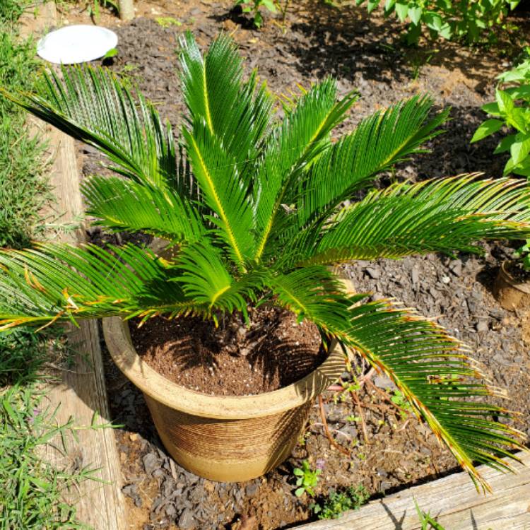 plant image 1125402 plant image 1125402