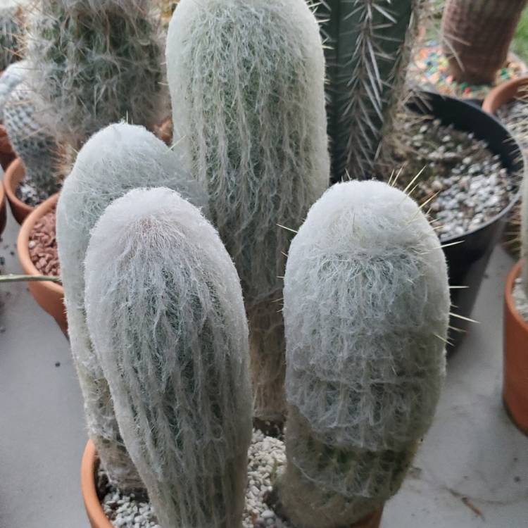 plant image 1347196