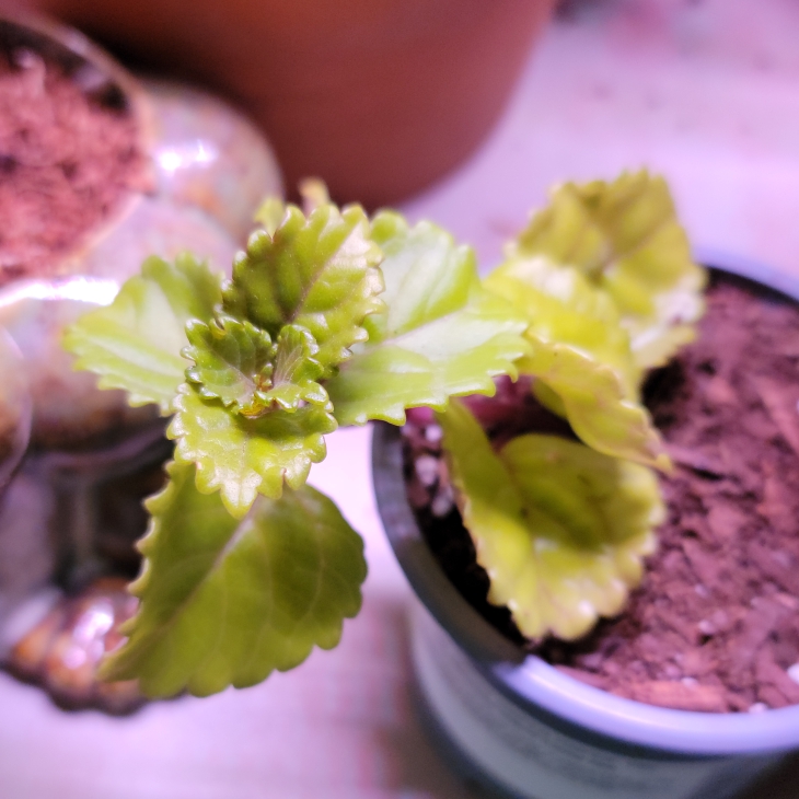 plant image 1460785