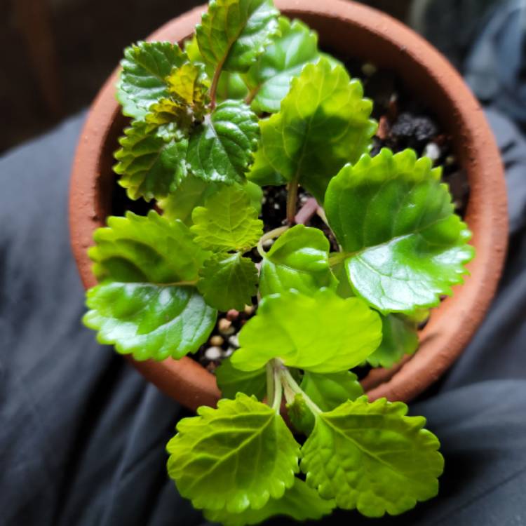 plant image 1478188