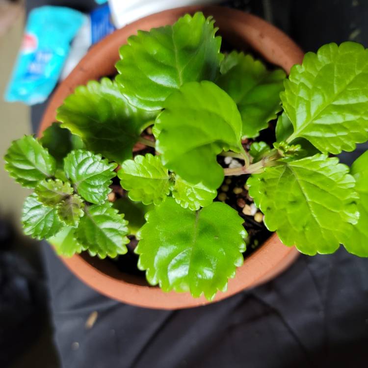 plant image 1478200