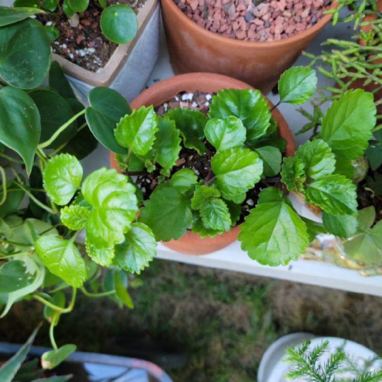 plant image 1491852