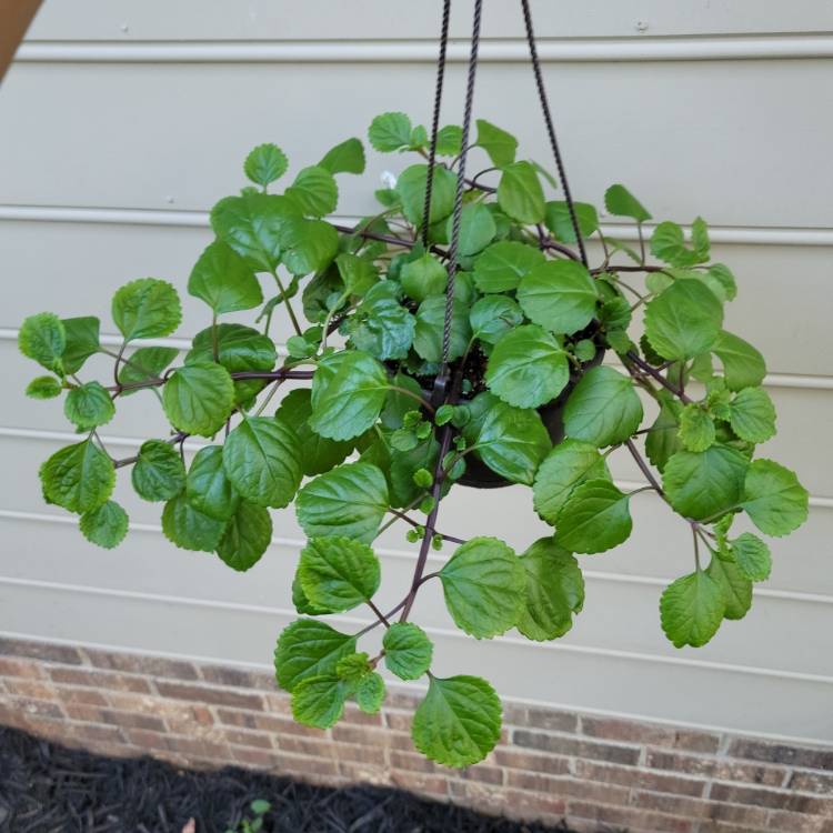 plant image 1521122