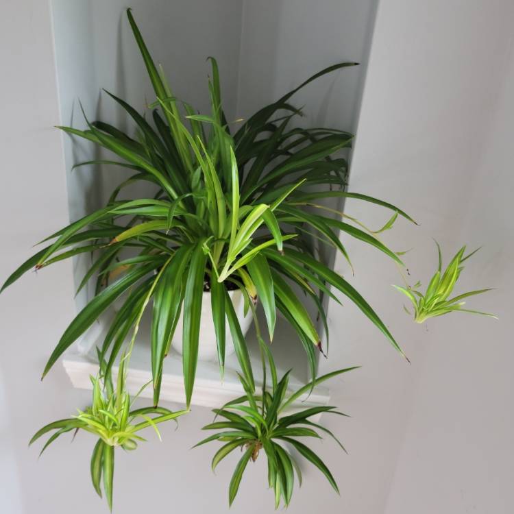 Spider plant, Chlorophytum comosum – Wisconsin Horticulture