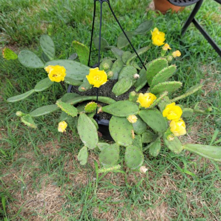 plant image 1593454 plant image 1593454